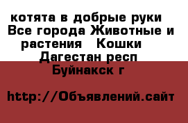 котята в добрые руки - Все города Животные и растения » Кошки   . Дагестан респ.,Буйнакск г.